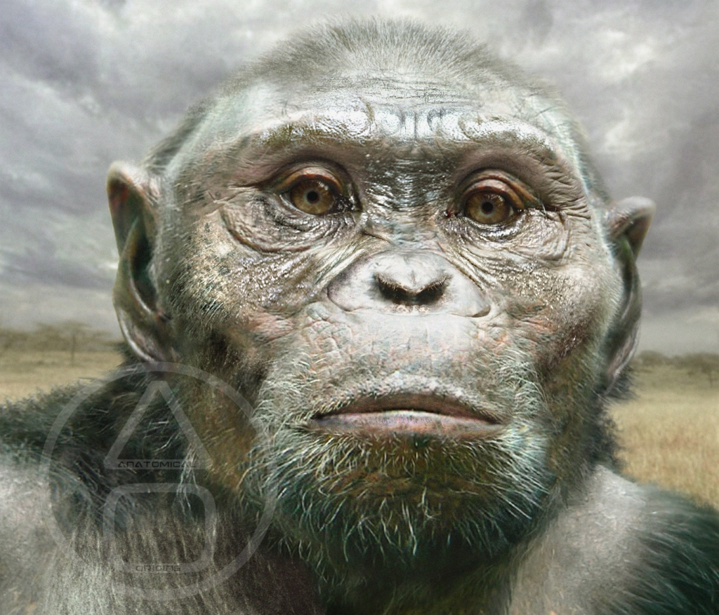 Australopithecus afarensis 3.9-3 mya